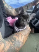 Carmela, a female French Bulldog for sale in Albuquerque, NM – Photo 1 of 3