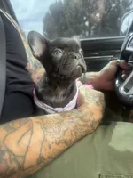 Carmela, a female French Bulldog for sale in Albuquerque, NM – Photo 3 of 3