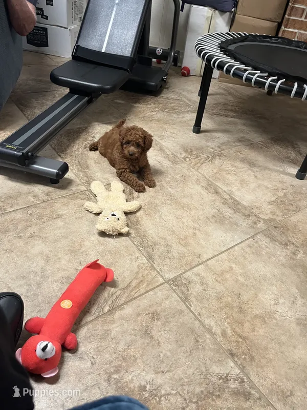 Coco one – Miniature Goldendoodle puppy for sale in Kingston, TN