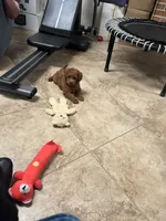 Coco one, a female Miniature Goldendoodle for sale in Kingston, TN – 1 of 4