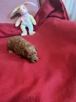 Coco one, a female Miniature Goldendoodle for sale in Kingston, TN – 1 of 5