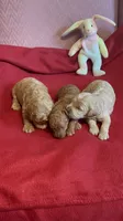 Coco two, a female Miniature Goldendoodle for sale in Kingston, TN – 1 of 5