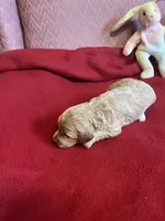 Coco two, a female Miniature Goldendoodle for sale in Kingston, TN – 5 of 5