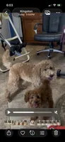 Sam, a male Miniature Goldendoodle for sale in Kingston, TN – 2 of 5