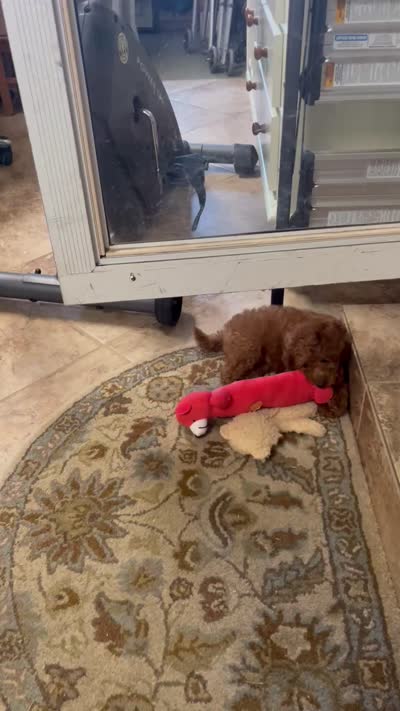 Coco one, a female Miniature Goldendoodle for sale in Kingston, TN – 4 of 4