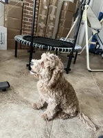 Sam, a male Miniature Goldendoodle for sale in Kingston, TN – 3 of 5