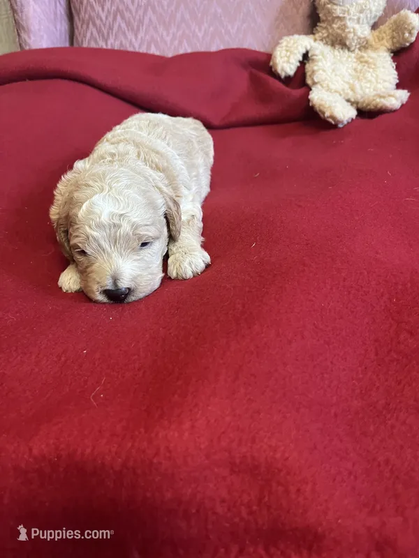 Lennie two – Miniature Goldendoodle puppy for sale in Kingston, TN