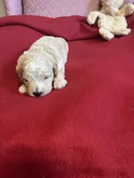 Lennie two, a male Miniature Goldendoodle for sale in Kingston, TN – 1 of 3
