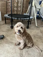 Sam, a male Miniature Goldendoodle for sale in Kingston, TN – 5 of 5
