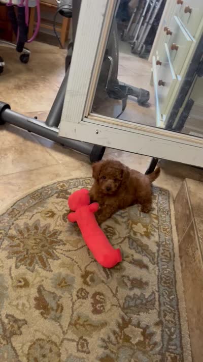 Coco one, a female Miniature Goldendoodle for sale in Kingston, TN – 3 of 4