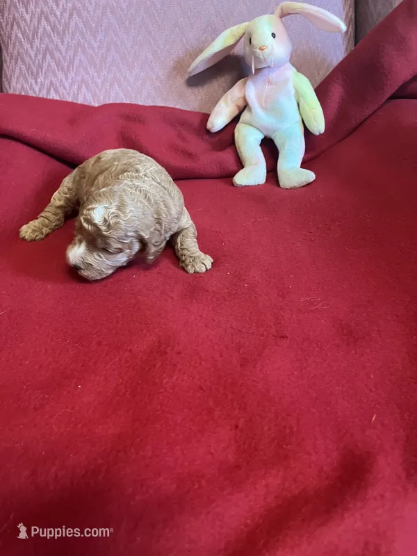 Coco three – Miniature Goldendoodle puppy for sale in Kingston, TN