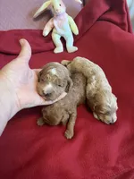 Coco three, a female Miniature Goldendoodle for sale in Kingston, TN – 2 of 3