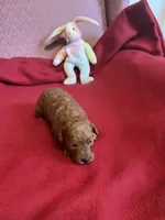 Coco one, a female Miniature Goldendoodle for sale in Kingston, TN – 2 of 5