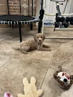 Lennie three, a male Miniature Goldendoodle for sale in Kingston, TN – 2 of 3