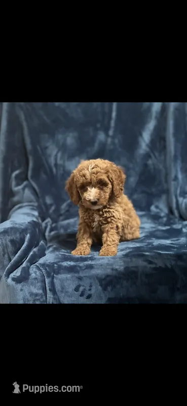 Coco three – Miniature Goldendoodle puppy for sale in Kingston, TN