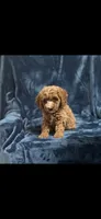 Coco three, a female Miniature Goldendoodle for sale in Kingston, TN – 1 of 1
