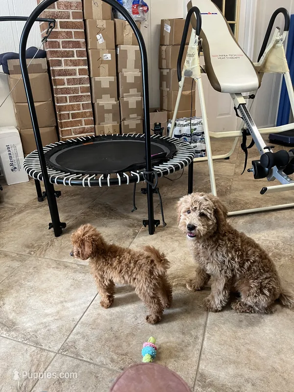 Sam – Miniature Goldendoodle puppy for sale in Kingston, TN