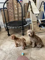 Sam, a male Miniature Goldendoodle for sale in Kingston, TN – 1 of 5