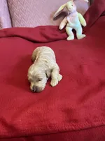 Coco two, a female Miniature Goldendoodle for sale in Kingston, TN – 3 of 5