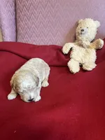 Lennie two, a male Miniature Goldendoodle for sale in Kingston, TN – 2 of 3