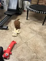 Coco one, a female Miniature Goldendoodle for sale in Kingston, TN – 2 of 4