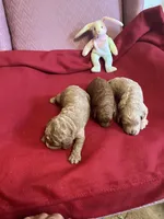 Coco one, a female Miniature Goldendoodle for sale in Kingston, TN – 4 of 5