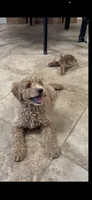 Lennie three, a male Miniature Goldendoodle for sale in Kingston, TN – 3 of 3