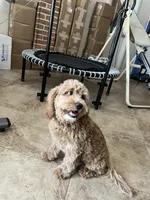 Sam, a male Miniature Goldendoodle for sale in Kingston, TN – 4 of 5