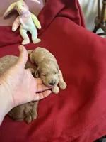 Coco two, a female Miniature Goldendoodle for sale in Kingston, TN – 4 of 5