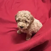 Cody3, a male Poodle - Miniature  for sale in Kingston, TN – Photo 4 of 4