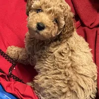 Cody3, a male Poodle - Miniature  for sale in Kingston, TN – Photo 2 of 4