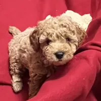 Cody3, a male Poodle - Miniature  for sale in Kingston, TN – Photo 1 of 4