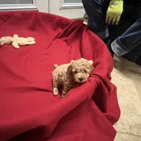 Cody3, a male Poodle - Miniature  for sale in Kingston, TN – Photo 3 of 4