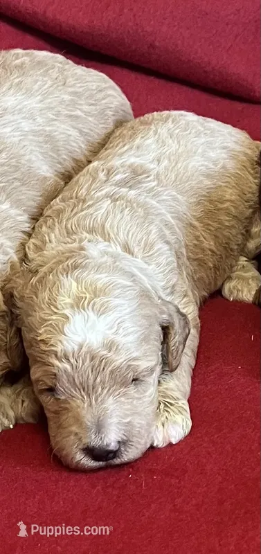 Lennie three – Miniature Goldendoodle puppy for sale in Kingston, TN