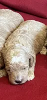 Lennie three, a male Miniature Goldendoodle for sale in Kingston, TN – 1 of 2