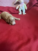 Coco three, a female Miniature Goldendoodle for sale in Kingston, TN – 3 of 3