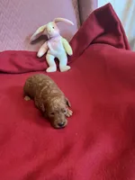 Coco one, a female Miniature Goldendoodle for sale in Kingston, TN – 3 of 5