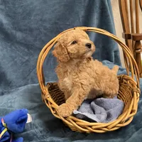 Cody1, a male Poodle - Miniature  for sale in Kingston, TN – Photo 2 of 6