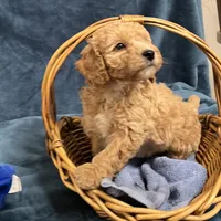 Cody1, a male Poodle - Miniature  for sale in Kingston, TN – Photo 1 of 6