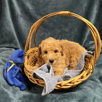 Cody1, a male Poodle - Miniature  for sale in Kingston, TN – Photo 6 of 6