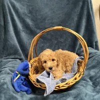 Cody1, a male Poodle - Miniature  for sale in Kingston, TN – Photo 4 of 6