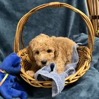 Cody1, a male Poodle - Miniature  for sale in Kingston, TN – Photo 3 of 6