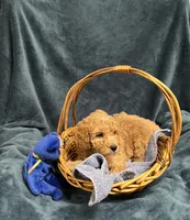 processed/020073d6-22f0-43fb-947b-006433e9cbea/listing/bdc89272-bf7b-472b-bd66-fbba4a71e482/fd56f71c-a89e-41d8-a12f-c9ee917148fb