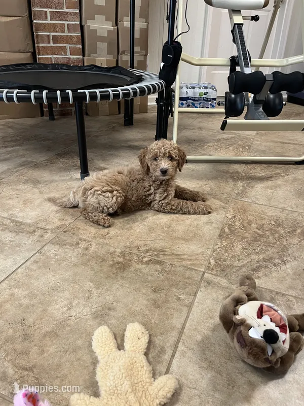 Lennie three – Miniature Goldendoodle puppy for sale in Kingston, TN