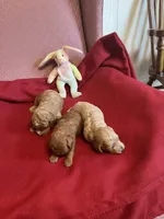 Coco one, a female Miniature Goldendoodle for sale in Kingston, TN – 5 of 5