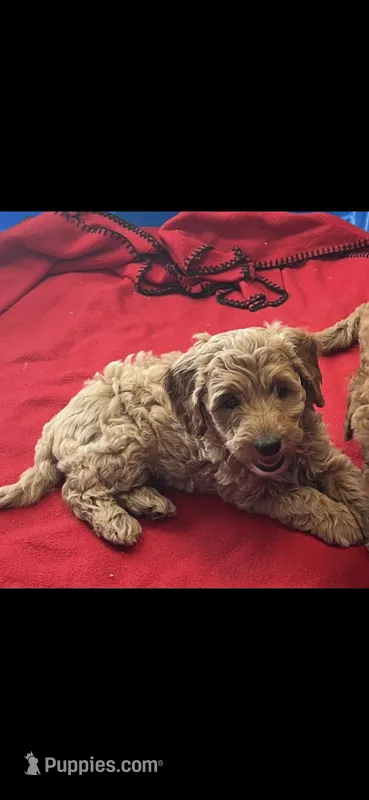 Coco two – Miniature Goldendoodle puppy for sale in Kingston, TN