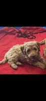 Coco two, a female Miniature Goldendoodle for sale in Kingston, TN – 1 of 1