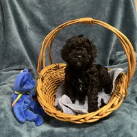 Cody2, a male Poodle - Miniature  for sale in Kingston, TN – Photo 4 of 4