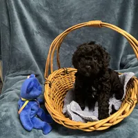 Cody2, a male Poodle - Miniature  for sale in Kingston, TN – Photo 2 of 4