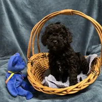Cody2, a male Poodle - Miniature  for sale in Kingston, TN – Photo 1 of 4